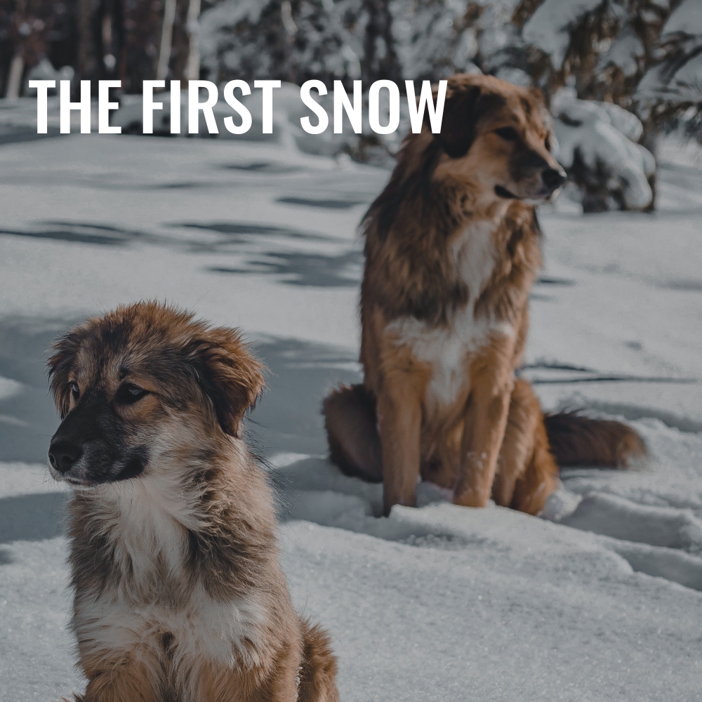 Cover - The First Snow