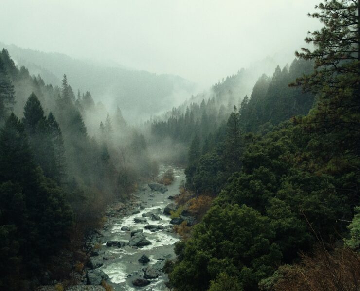 A river flowing through a forest on a rainy day. Music Mimics sounds from nature to evoke emotions.
